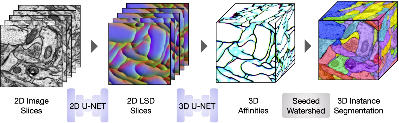 2D to 3D inference pipeline. Sections from a 3D image volume are input slice-by-slice to the trained 2D U-Net to generate 2D LSD slices, from which the trained 3D U-Net infers 3D affinities.