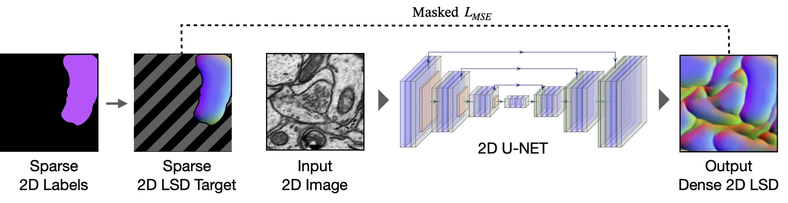 Sparse 2D to dense 2D training. 2D images with sparse labels train a 2D U-Net to learn dense 2D LSDs. Background regions of the target 2D LSDs are masked out during loss computation.