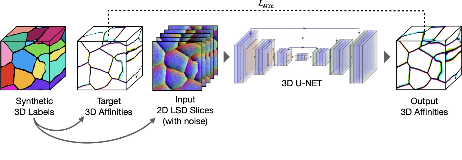 Stacked dense 2D to dense 3D training. A 3D U-Net is trained to map stacked 2D LSDs to 3D affinities. Both the inputs (stacked 2D LSDs) and the targets (3D affinities) are simulated from synthetic 3D labels.
