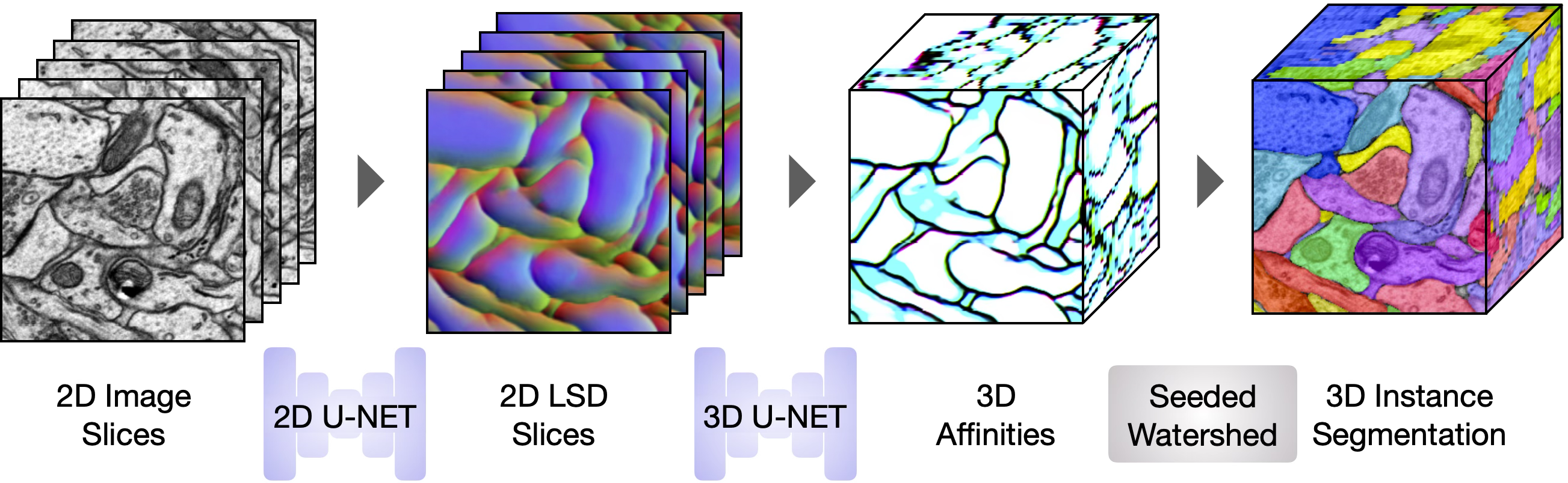 2D to 3D inference pipeline. Sections from a 3D image volume are input slice-by-slice to the trained 2D U-Net to generate 2D LSD slices, from which the trained 3D U-Net infers 3D affinities.