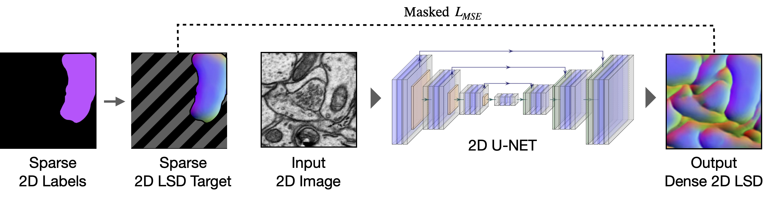 Sparse 2D to dense 2D training. 2D images with sparse labels train a 2D U-Net to learn dense 2D LSDs. Background regions of the target 2D LSDs are masked out during loss computation.