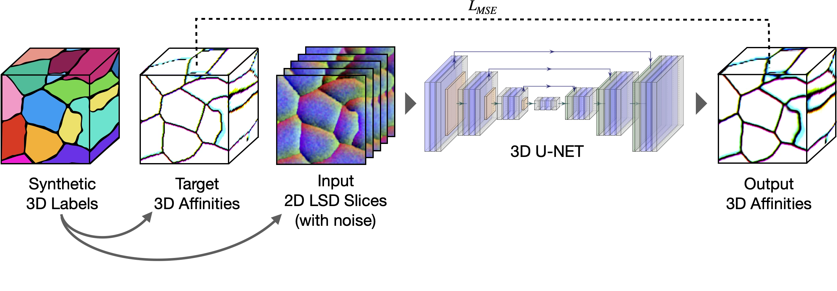 Stacked dense 2D to dense 3D training. A 3D U-Net is trained to map stacked 2D LSDs to 3D affinities. Both the inputs (stacked 2D LSDs) and the targets (3D affinities) are simulated from synthetic 3D labels.